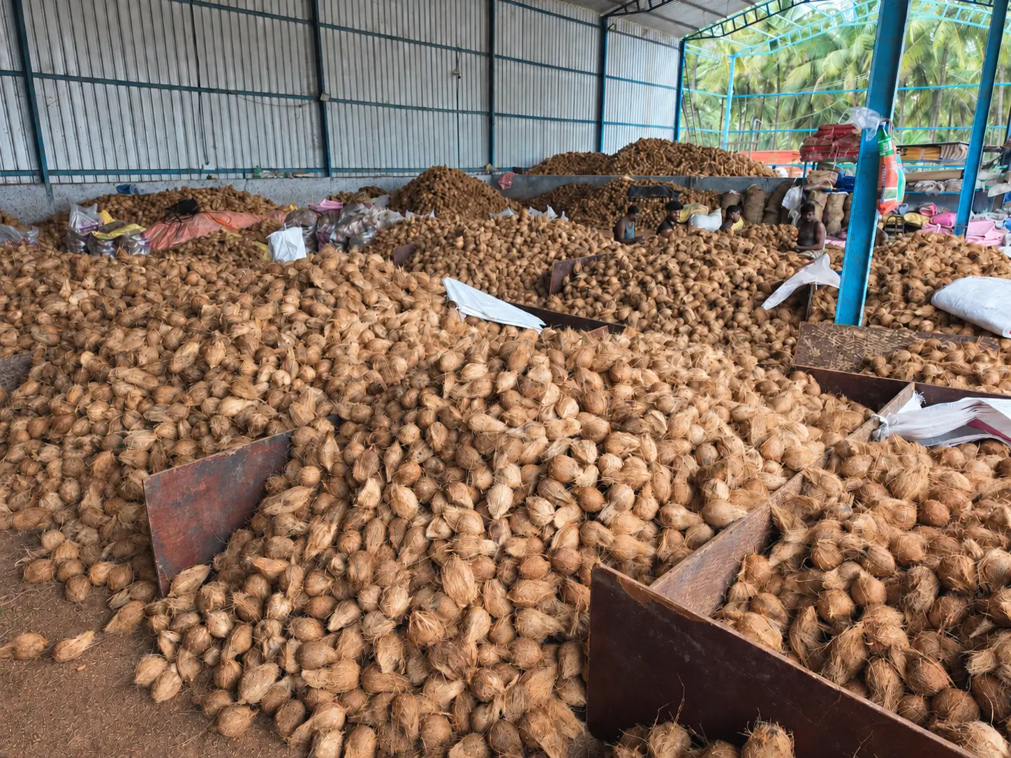 Fresh Coconuts