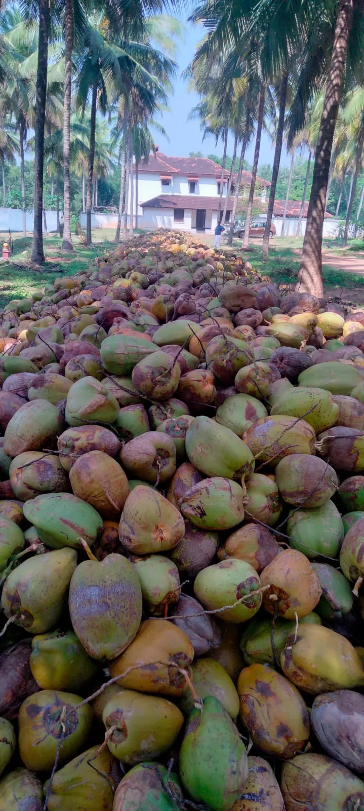 Coconut Farm